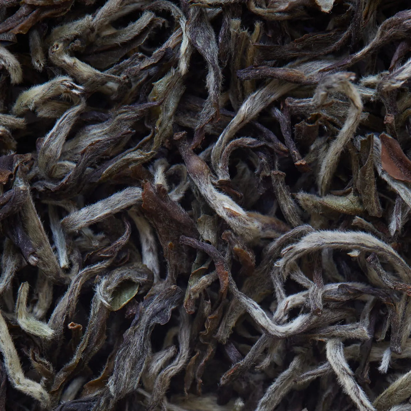 Organik Nepal SHANGRI LA beyaz çay - 50 g